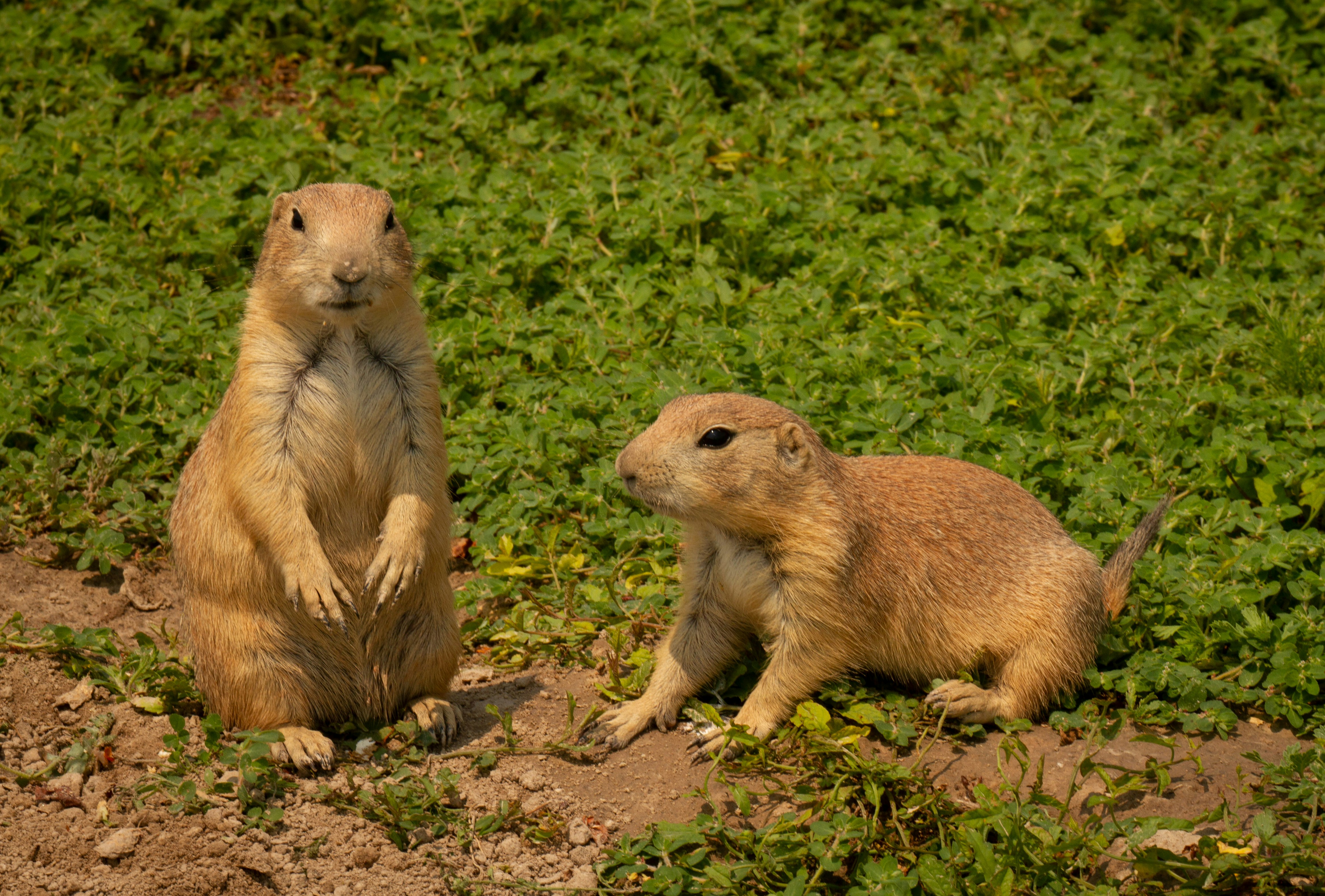 brown rodent on brown soil